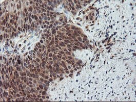 SENP2 Antibody (aa139-523, clone OTI3E7)