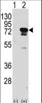 IHC-plus™ EIF4B Antibody (Ser422)