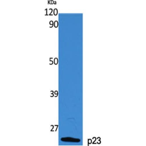 PTGES3 / p23 Antibody (50-130 aa)
