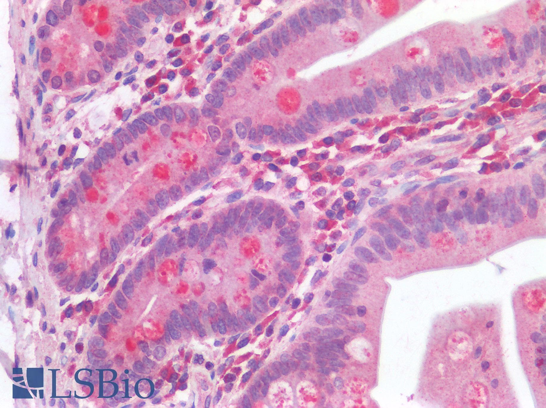 IHC-plus™ IL-33 Antibody