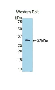 PKN2 Antibody (aa67-312)