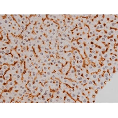 EZR / Ezrin Antibody (phospho-Tyr478)