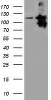 MICAL1 / MICAL Antibody (clone OTI6H10, Carrier-free)