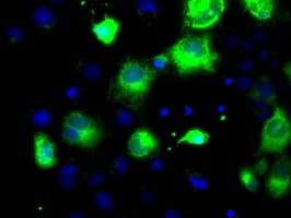 PCSK7 / PC7 Antibody (clone OTI1B8)
