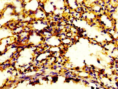 S100A4 / FSP1 Antibody