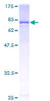 Human GBP2 Protein (Recombinant GST)