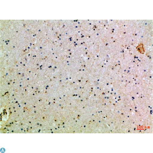 Polyclonal Rabbit anti-Human CD24 Antibody (IHC, WB)