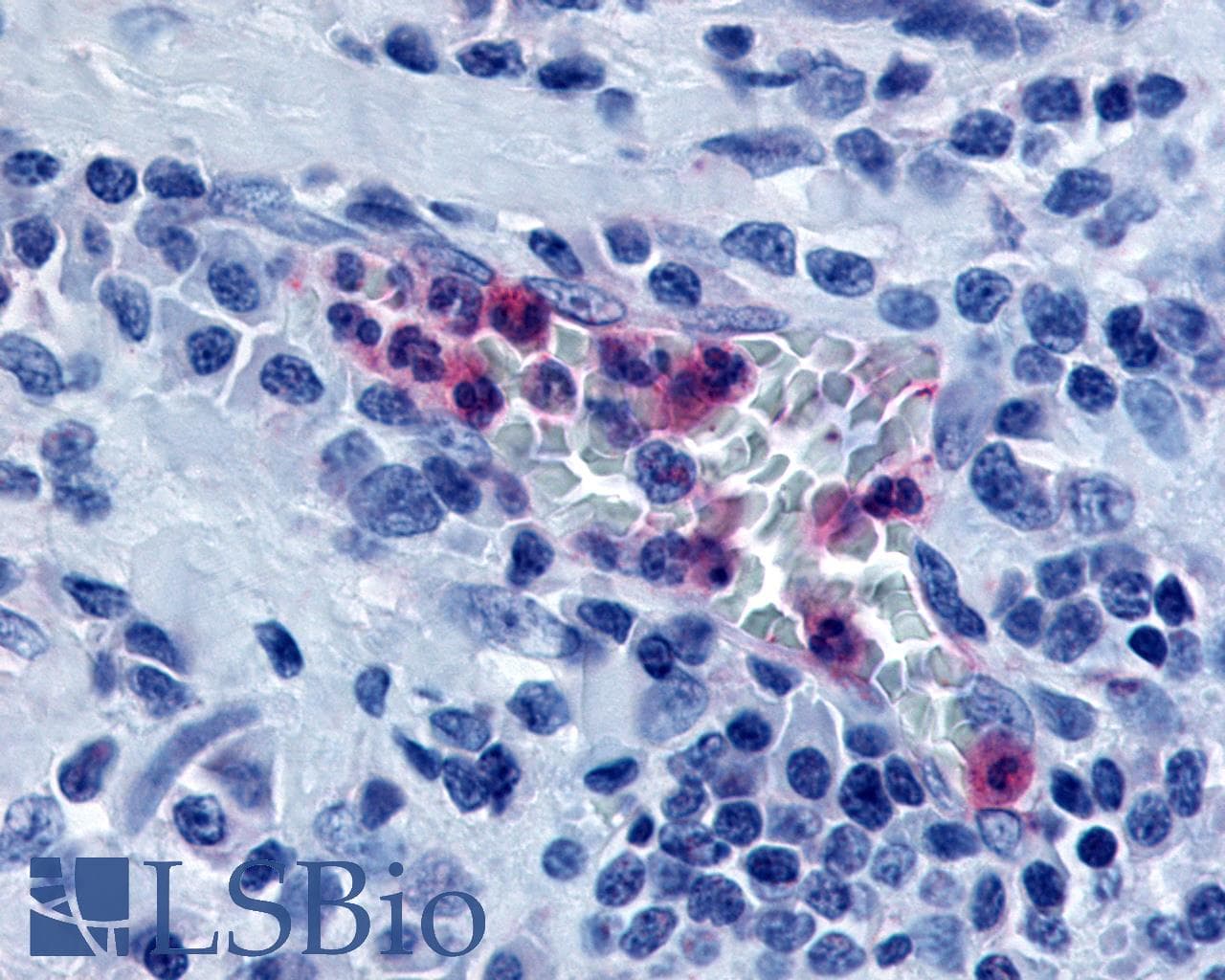 IHC-plus™ GPR65 / TDAG8 Antibody (Cytoplasmic Domain)