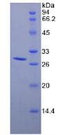 Mouse DDX58 / RIG-1 / RIG-I Protein (Recombinant His, N-Terminal)