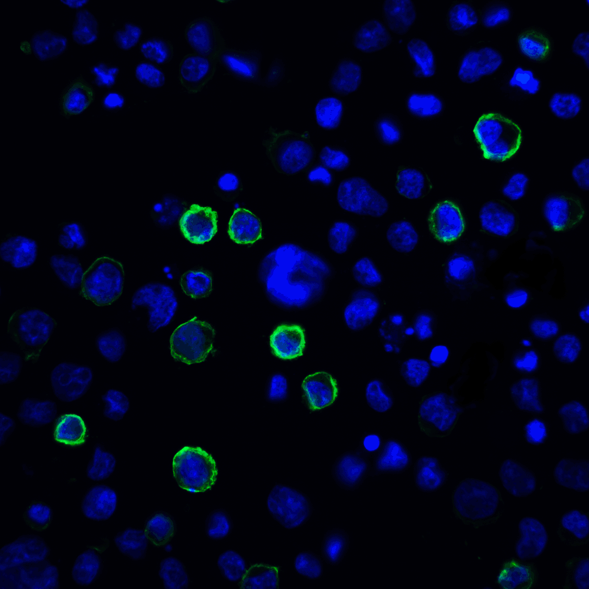 PathPlus™ PD-L2 / PDCD1LG2 / CD273 Antibody (clone 10H6)