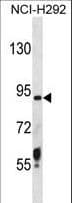 Polyclonal Rabbit anti-Human TMPRSS6 Antibody (aa85-114, WB)