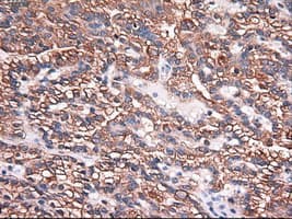 Monoclonal Mouse anti-Human CPA1 / Carboxypeptidase A Antibody (clone OTI2A3, IHC, IF, WB)