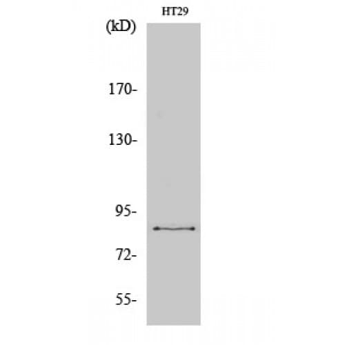 IHC-plus™ Polyclonal Rabbit anti-Human EZH1 / ENX-2 Antibody (140-220 aa, Internal, IHC, IF, WB)