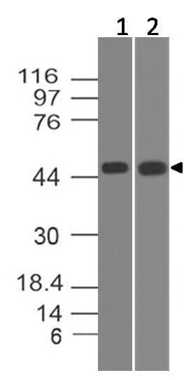 Polyclonal Rabbit anti-Human STRADA / LYK5 Antibody (WB)