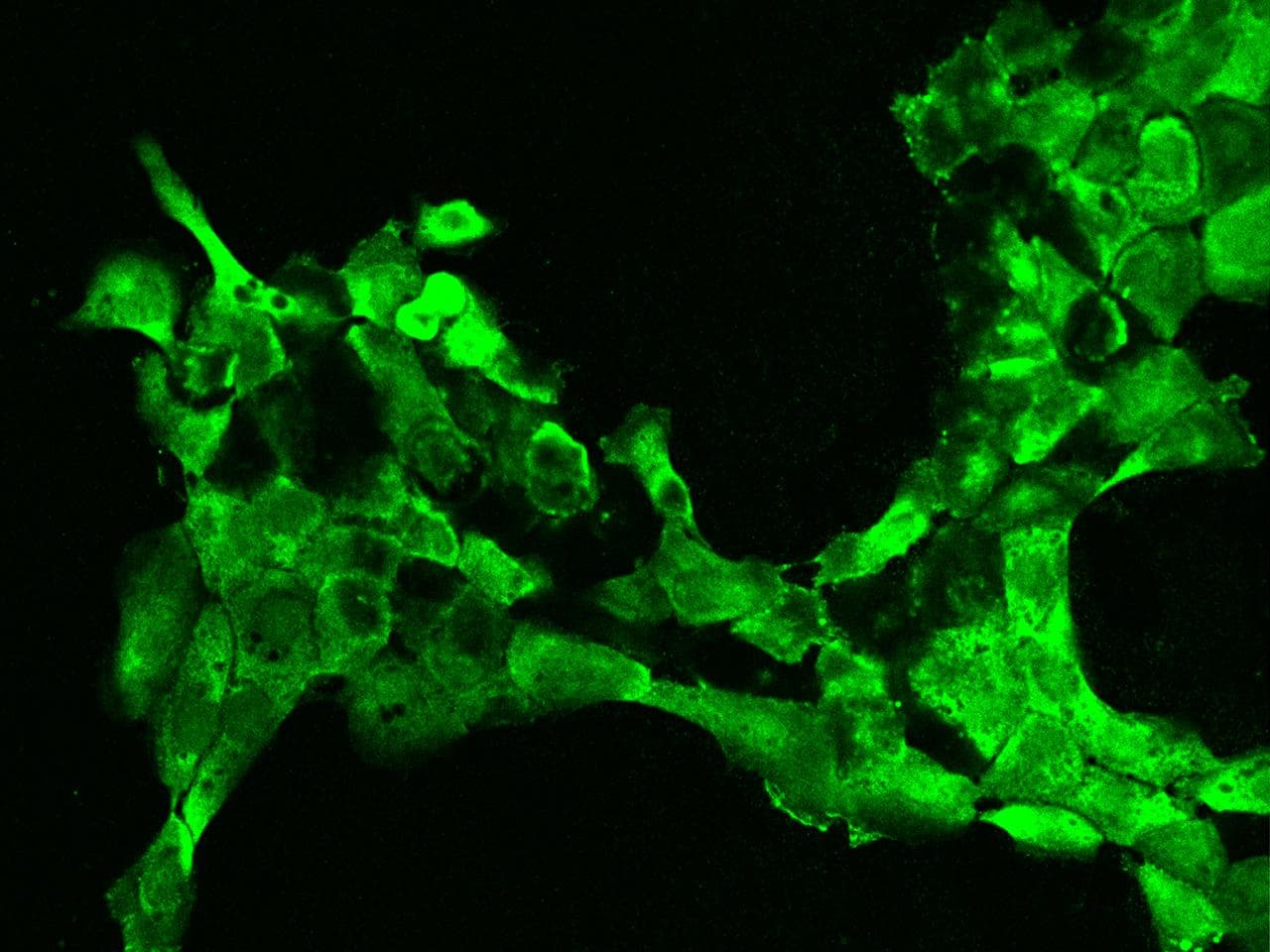 EIF3J Antibody