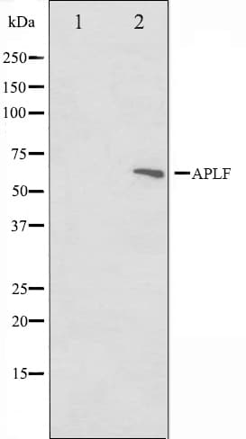 Polyclonal Rabbit anti-Human APLF / PALF Antibody (IHC, WB)