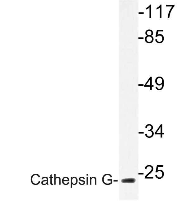 CTSG / Cathepsin G Antibody (aa67-116)