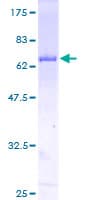 Human STAT5B Protein (Recombinant GST)