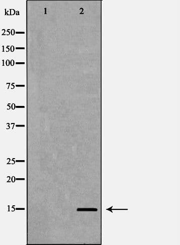 HIST3H3 Antibody (Methyl-Lys4)