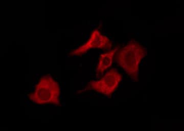 OR10G7 Antibody