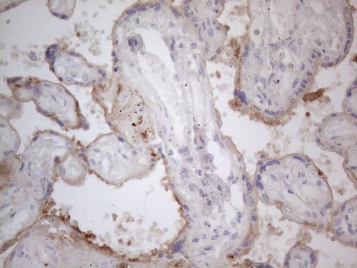 APOE / Apolipoprotein E Antibody (clone OTI2A4)