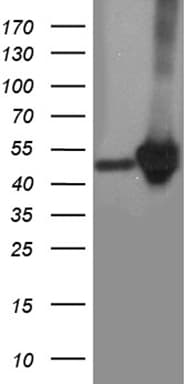 CRLF3 Antibody (clone OTI4C10)
