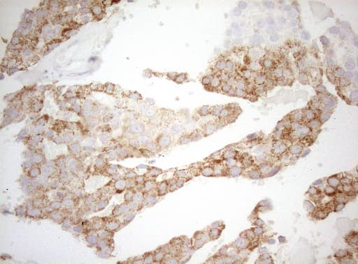 DECR1 Antibody (clone OTI4G4, Carrier-free)