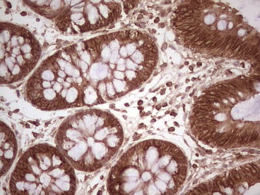 Monoclonal Mouse anti-Human WIBG Antibody (clone OTI5E2, IHC, WB)