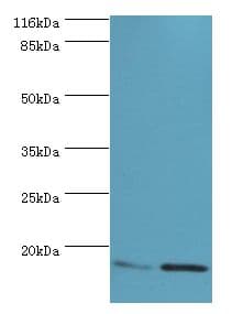MMGT1 Antibody (aa66-131)