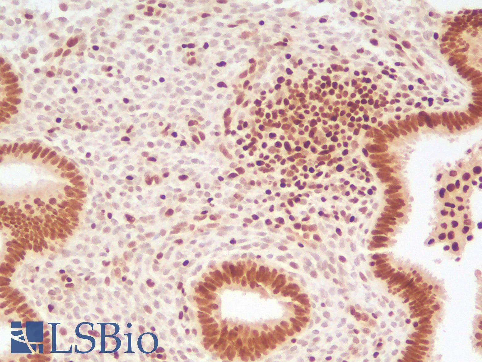 PathPlus™ TFE3 Antibody (Concentrated)