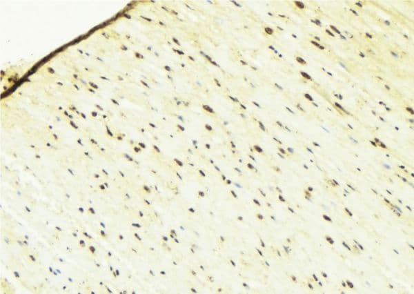 LMNB1 / Lamin B1 Antibody