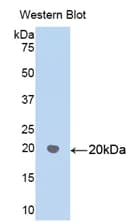 HSPD1 / HSP60 Antibody (aa172-343, Cy3)