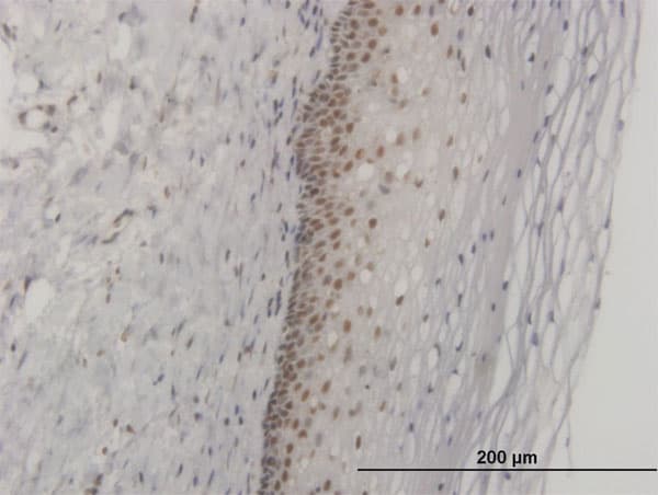 FOXL1 Antibody (clone 2F6)