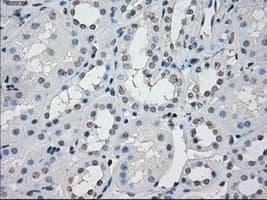 PPP5C Antibody (clone OTI4G8, Carrier-free)