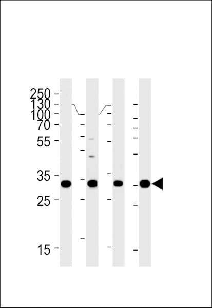 HOXB2 Antibody (aa282-306)