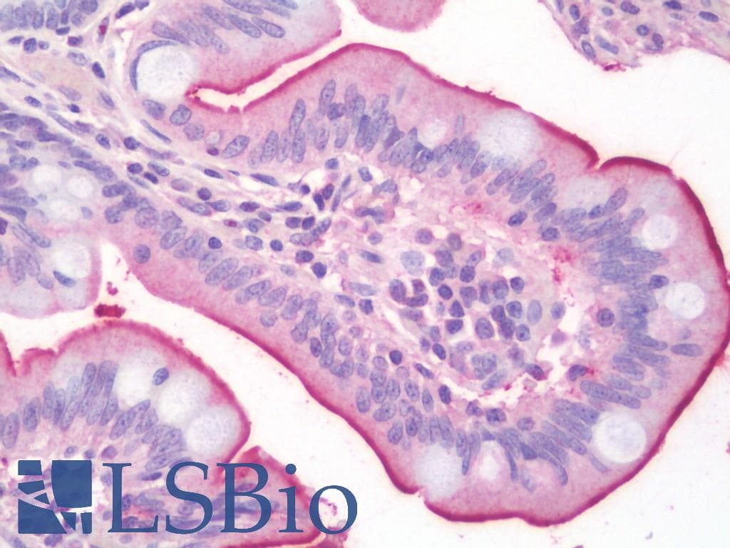 IHC-plus™ Monoclonal Mouse anti-Human ALPI / Alkaline Phosphatase Antibody (clone 3B10E7, aa397-458, IHC, WB)