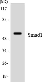 SMAD1 Antibody (aa408-457)