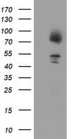 Gephyrin Antibody (clone OTI2C2)