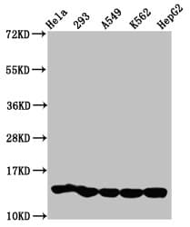 HIST1H2BN Antibody
