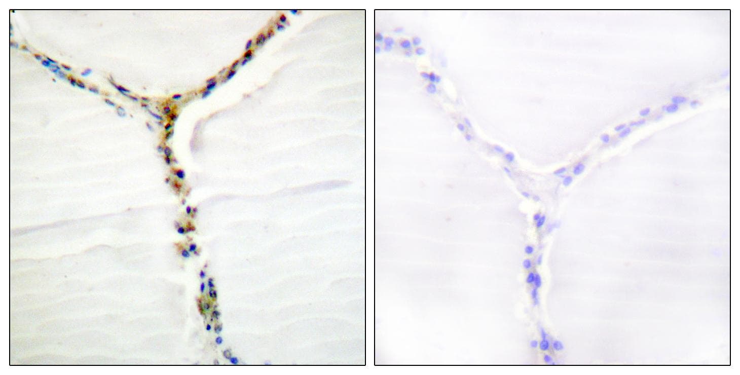 AHR Antibody (phospho-Ser36)