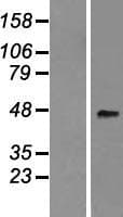 PTPRO Protein (Over-Expression Lysate Myc-DDK (Flag))