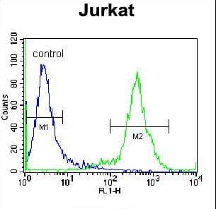 Polyclonal Rabbit anti-Human ZNF648 Antibody (aa41-69, WB)