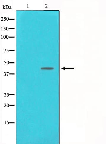 Polyclonal Rabbit anti-Human POLB / DNA Polymerase Beta Antibody (IHC, IF, WB)