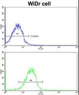CLUAP1 Antibody (aa379-408)