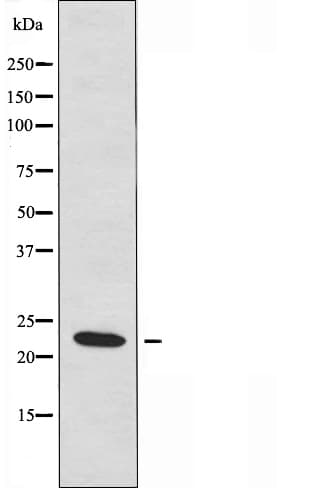 TRAPPC3 Antibody