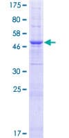 Human TMEM38B Protein (Recombinant GST)