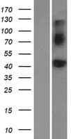 BMP8A Protein (Over-Expression Lysate Myc-DDK (Flag))