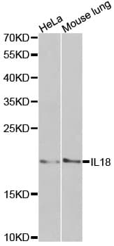 IL18 Antibody
