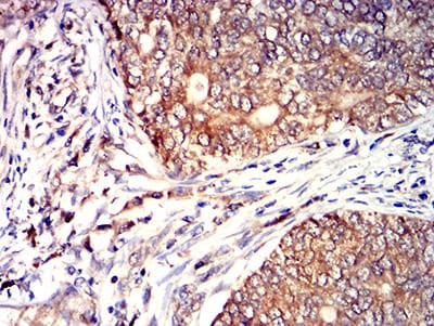 CD53 Antibody (clone 7A8D3)