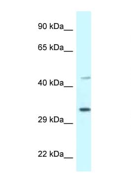 CD157 Antibody (aa108-157)